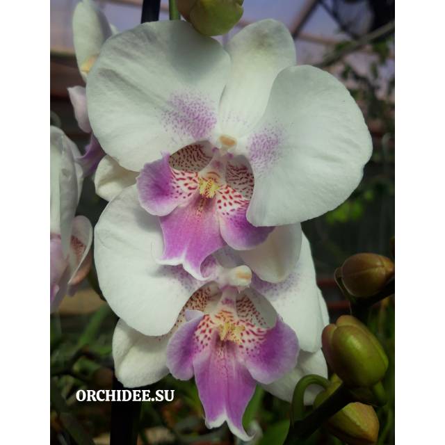 Phalaenopsis PH 320 Ebro Big Lip