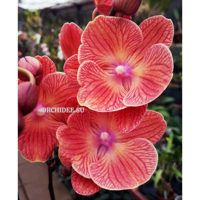 Phalaenopsis PH 339 Big Lip