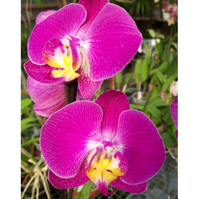 Phalaenopsis PH 382