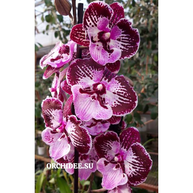 Phalaenopsis PH 383 Big Lip