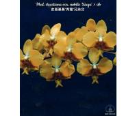 Phalaenopsis stuartiana var.nobilis 'Xiuya'