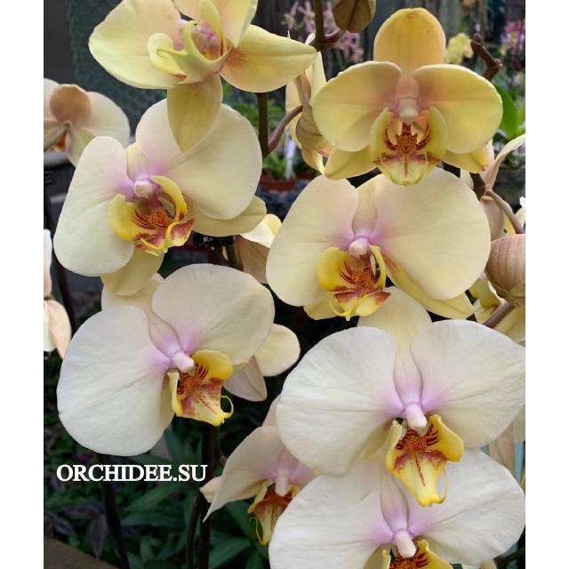 Phalaenopsis PH 384