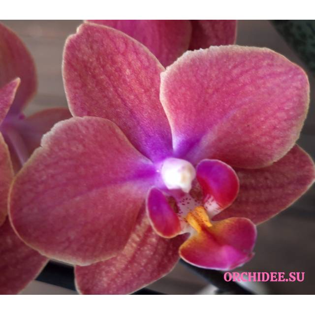 Phalaenopsis PHM 171 Diffusion aroma