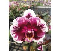 Phalaenopsis Hsinying Little Knight 'Voodoo'