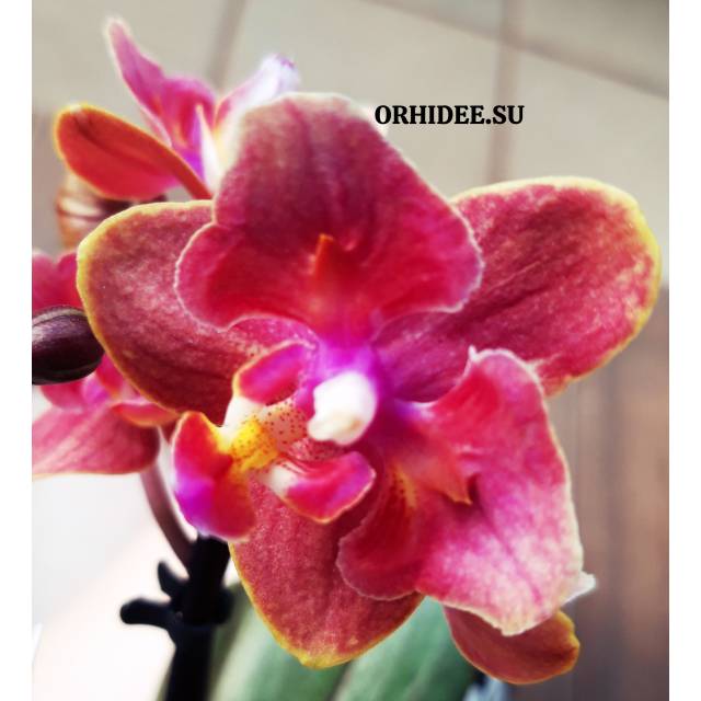 Phalaenopsis PHM 171/1 Diffusion butterfly peloric 