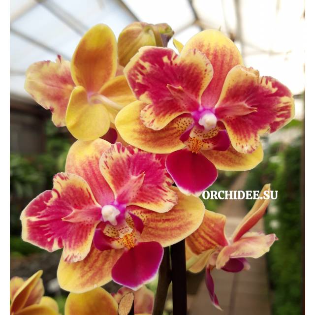 Phalaenopsis PHM 192 Sogo Yellowtris butterfly peloric