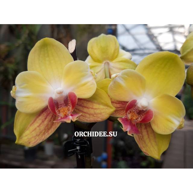 Phalaenopsis PHM 200 Fuller's Sunset '647' butterfly peloric