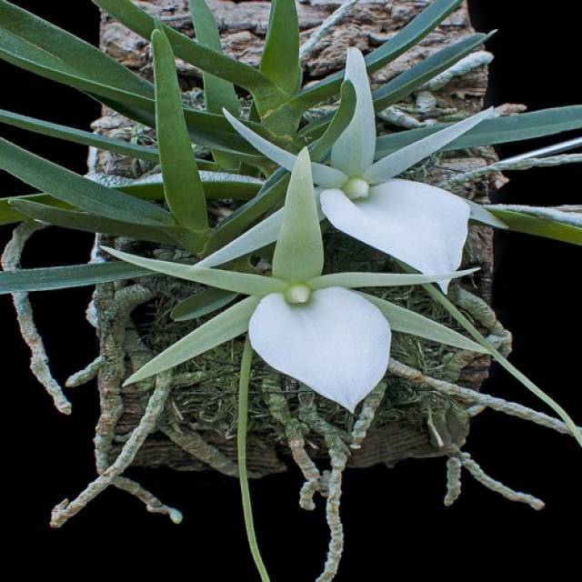 Angraecum elephantinum