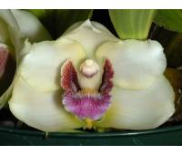 Bifrenaria harrisoniae var. semi-alba