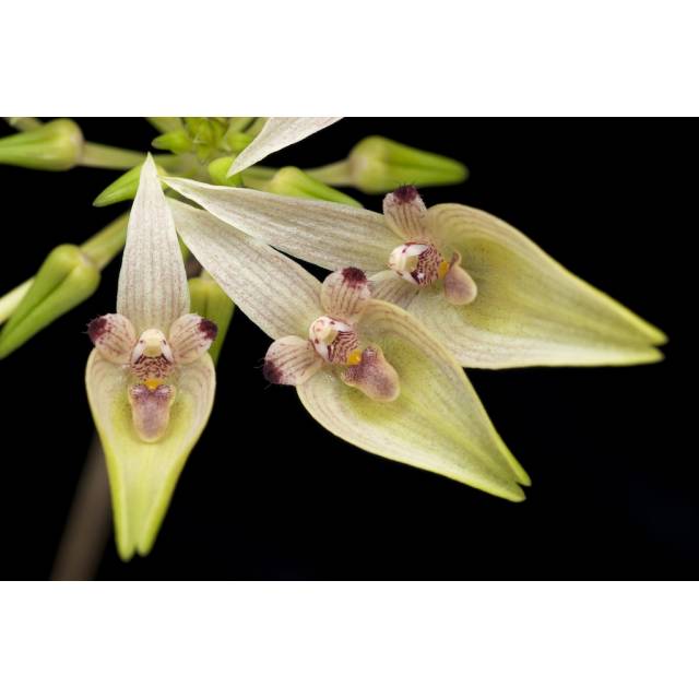 Bulbophyllum blepharistes