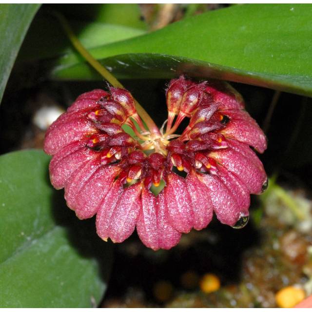 Bulbophyllum corolliferum