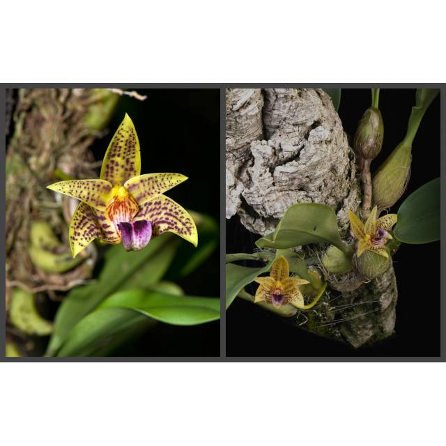 Bulbophyllum coweniorum