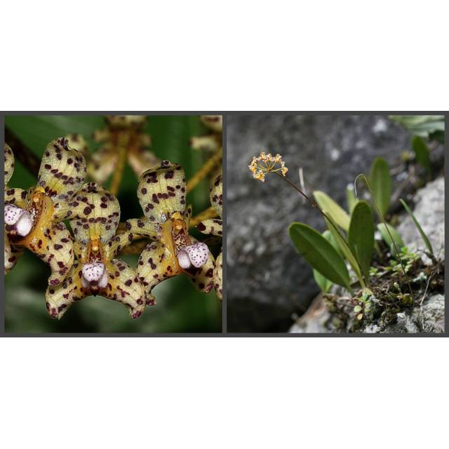 Bulbophyllum violaceolabellum