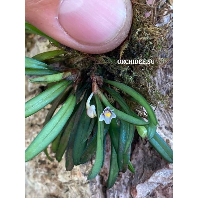 Ceratostylis pleurothallis