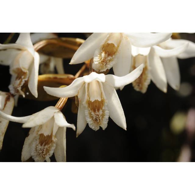Coelogyne papillosa