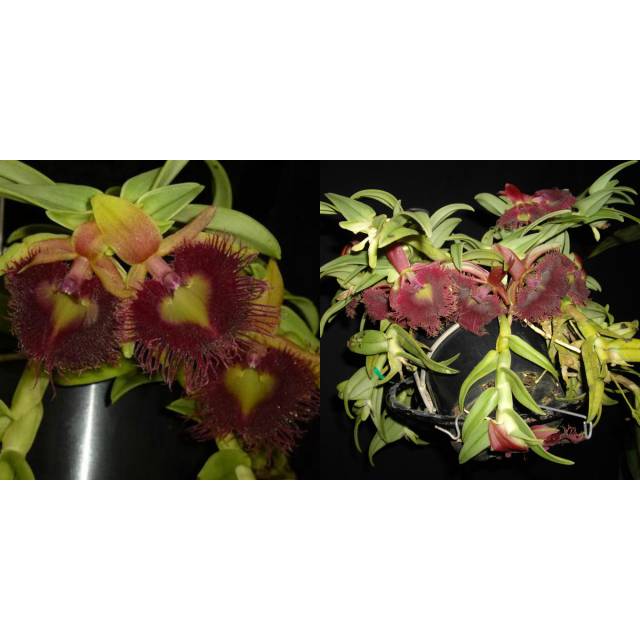 Epidendrum medusae