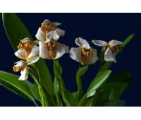 Maxillaria fletcheriana