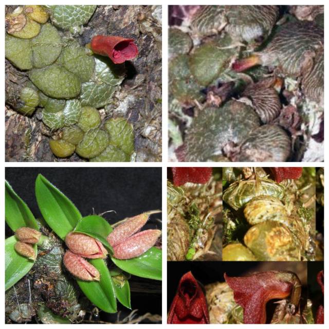 Porpax sp.