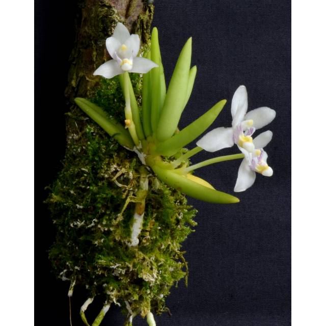 Pteroceras semiteretifolia