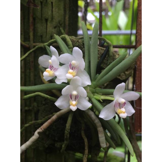 Pteroceras semiteretifolia