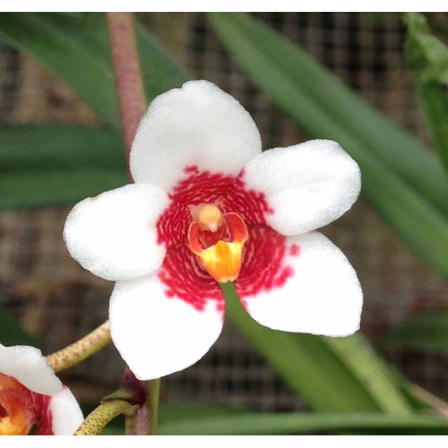 Sarcochilus Fitzhart (hartmanii x fitzgeraldii)