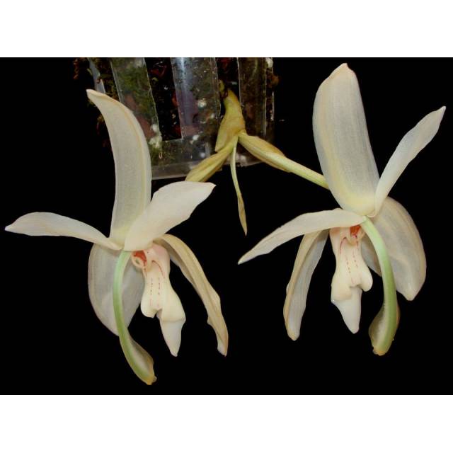 Stanhopea grandiflora