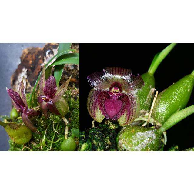 Sunipia grandiflora