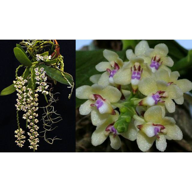 Tuberolabium kotoense