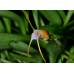 Masdevallia paivaeana