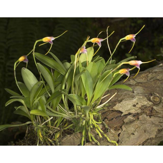 Masdevallia paivaeana
