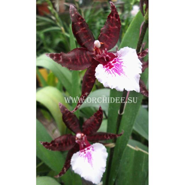 Colmanara Massai Splash