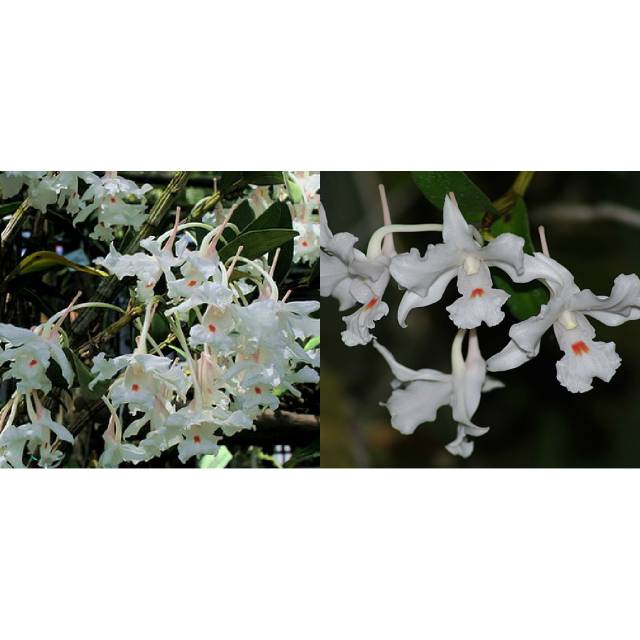 Dendrobium virgineum