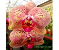 Phalaenopsis PH 029 Wild Peach