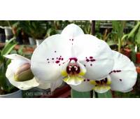 Phalaenopsis PH 034 Cadiz