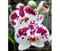 Phalaenopsis PH 090 Tango
