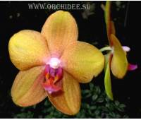 Phalaenopsis PH 094 Peabody