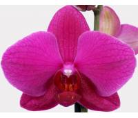 Phalaenopsis PH 095 Vivaldi