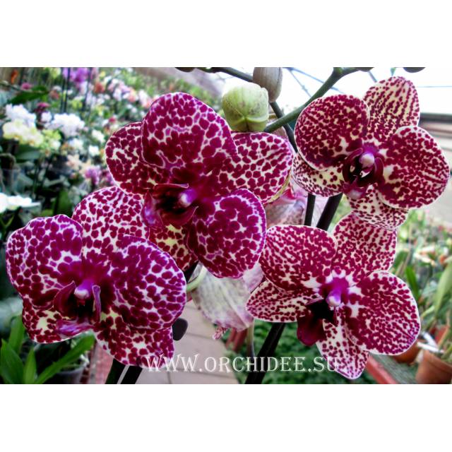 Phalaenopsis PH 114 Lioulin Wild Cat