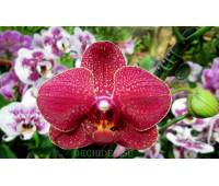 Phalaenopsis PH 027 Taida salu 