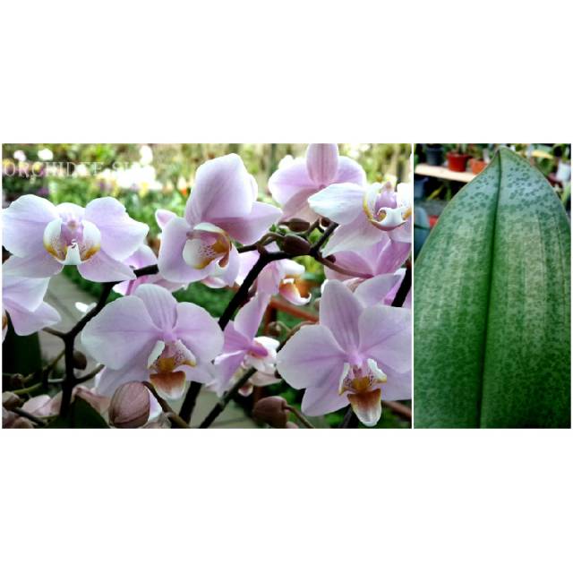 Phalaenopsis PHM 011 Pinlong Cheris    