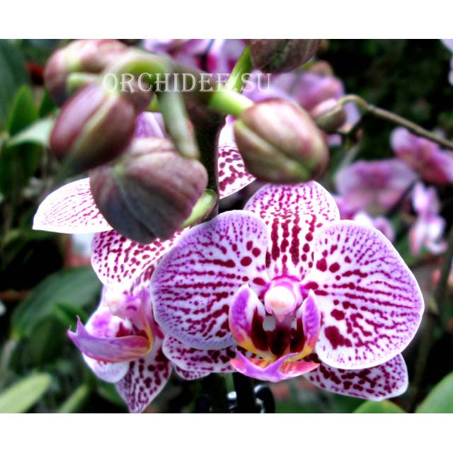 Phalaenopsis PHM 022