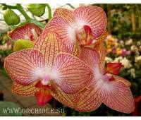 Phalaenopsis PH 096