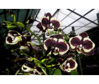 Phalaenopsis PHM 008 Brown Sugar 