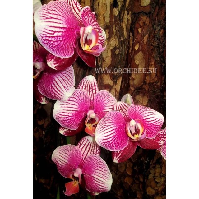 Phalaenopsis PH 076 Champion Phantom