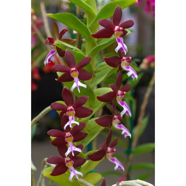 Trichoglottis brachiata