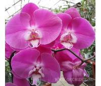Phalaenopsis PH 061 Dark Pink