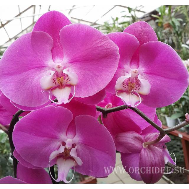 Phalaenopsis PH 061 Dark Pink