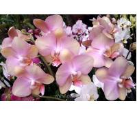 Phalaenopsis PH 072 Tropic Bronze