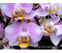 Phalaenopsis PH 074  Maki Watanabe 'Bedford-Wickford' AM/AOS