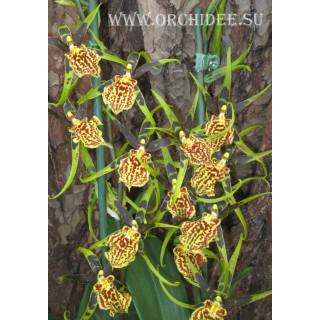 Brassia 'Mystic maze'